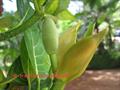 Artocarpus heterophyllus